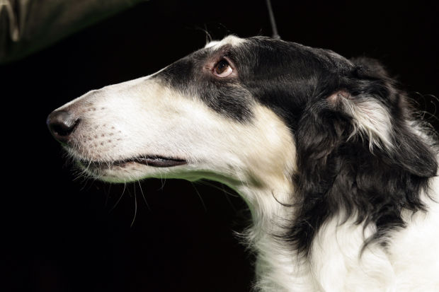 137th Annual Westminster dog show announced